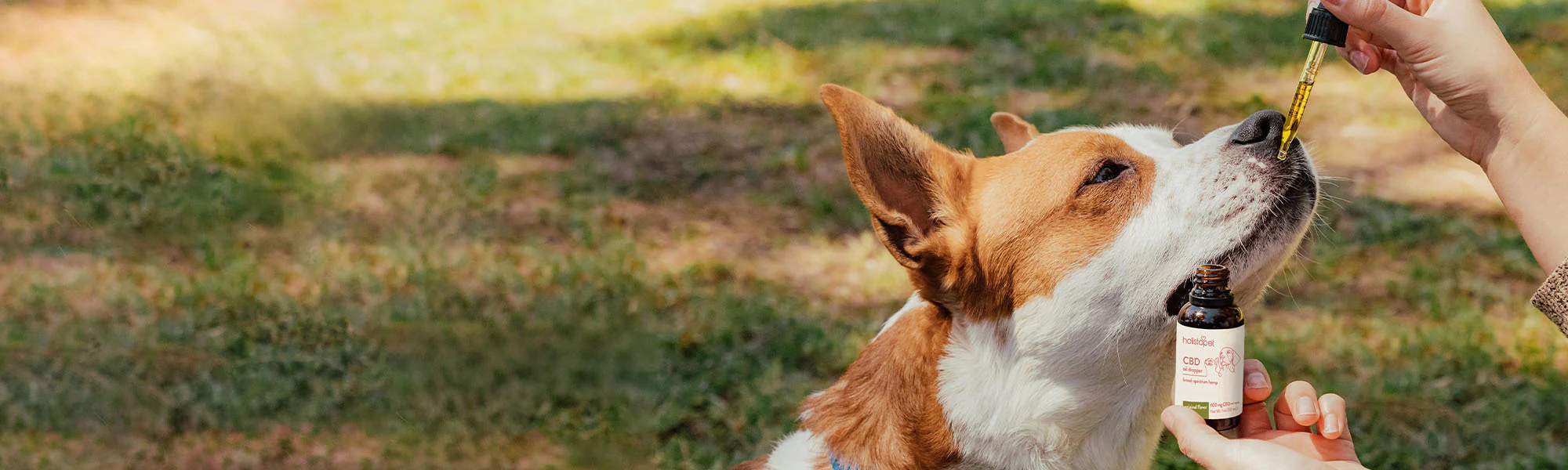Holistic Wellness for Every Pet